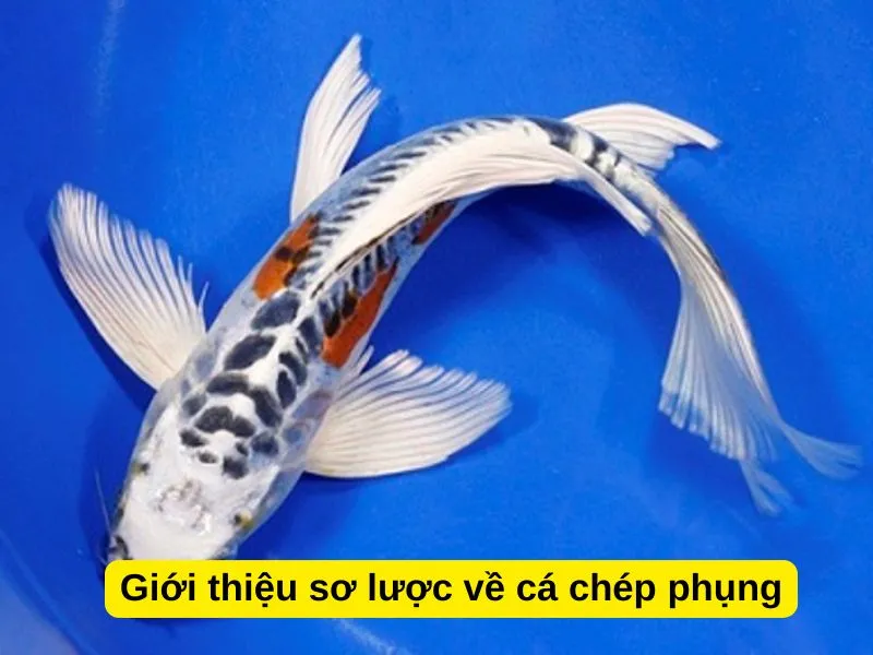 Giống cá chép phụng thuần chủng Việt Nam có đuôi dài mềm mại