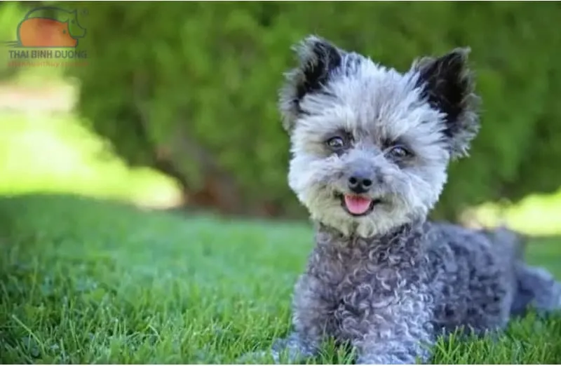 Giống Chihuahua lai Poodle (Chipoo) với kích thước nhỏ gọn