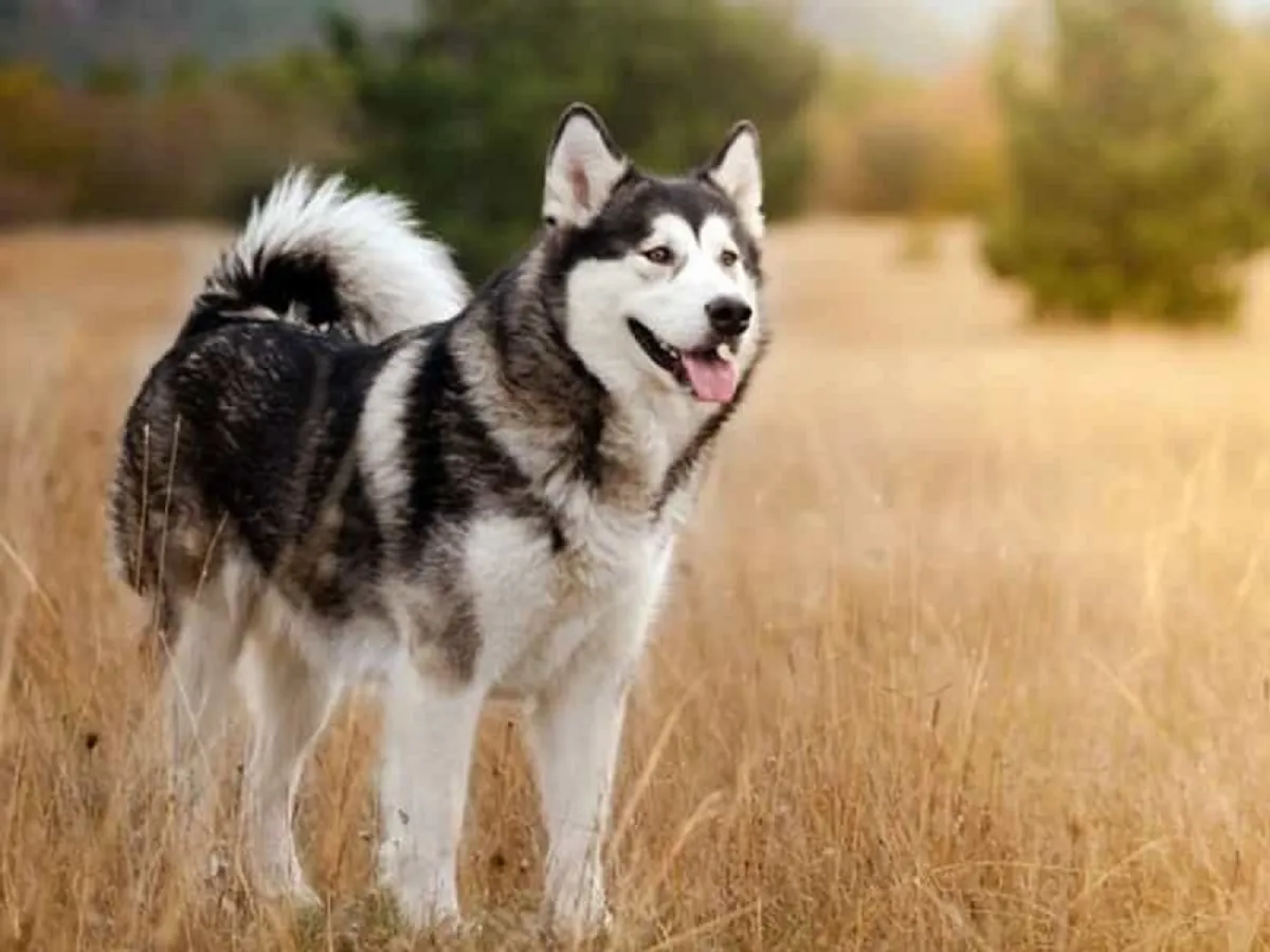 Giống chó Alaska Malamute cần giao tiếp xã hội sớm để giảm thiểu bản năng săn mồi có thể xuất hiện ở chó lai sói.