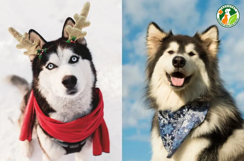 Giống chó Alaska và Husky đều cần được vận động thể chất hàng ngày để giải tỏa năng lượng tích trữ.