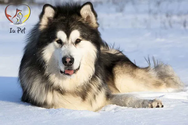 Giống chó Alaskan Malamute thuần chủng nhập khẩu từ Thái Lan