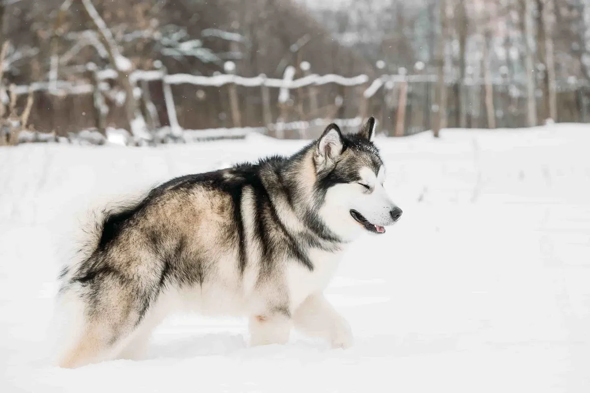 Giống chó có bộ lông dày như Alaska Malamute hoặc chó lai sói cần môi trường khí hậu mát mẻ để tránh sốc nhiệt.
