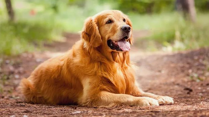 Giống chó Golden Retriever có tính cách thân thiện