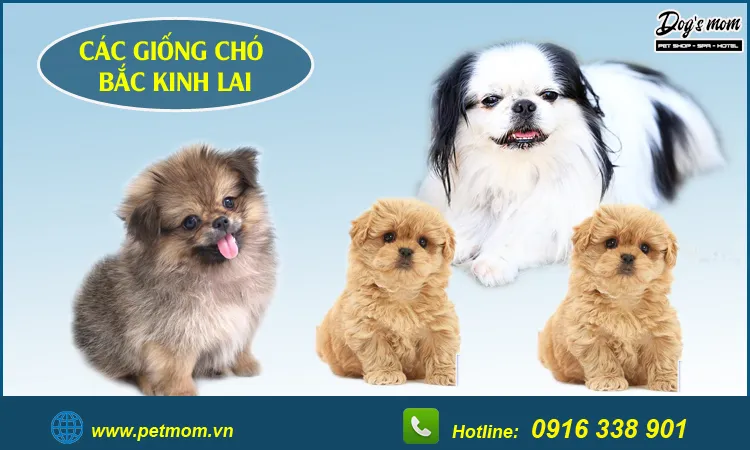 Giống chó lai nhỏ, kết hợp đặc điểm của Poodle và Chó Nhật