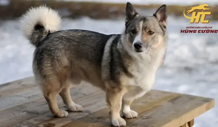 Giống Chó Lùn Việt Nam: Đặc Điểm, Phân Loại Và Kinh Nghiệm Nuôi