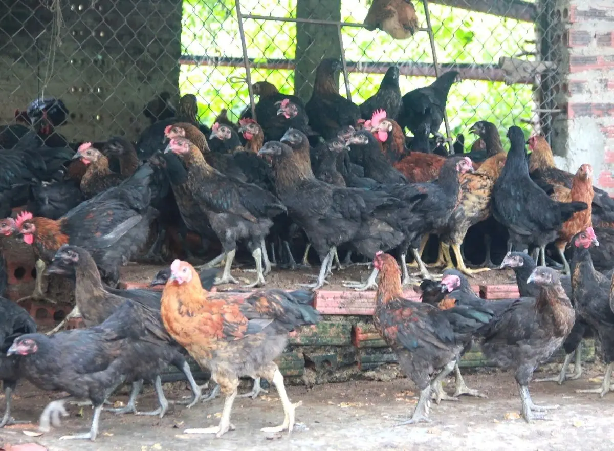 Thịt Chuột Túi: Phân Tích Chuyên Sâu Về Giá Trị Dinh Dưỡng Và Lợi Ích Sức Khỏe Vượt Trội