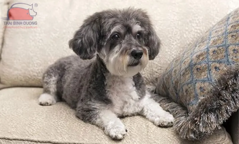 Giống Schnauzer lai Poodle (Schnoodle) với bộ lông đặc trưng