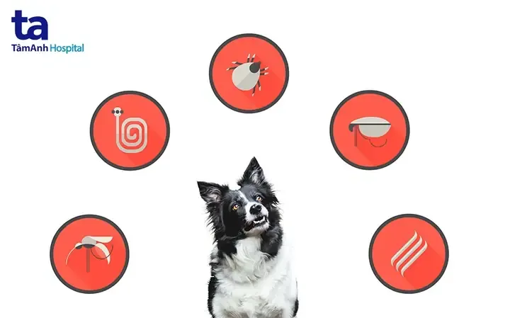 Sán Dải Chó Có Lây Sang Người Không