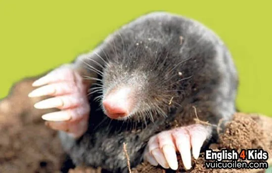 Gò đất (mole hill) điển hình do chuột chũi tạo ra, thể hiện tập tính sống dưới lòng đất của chúng