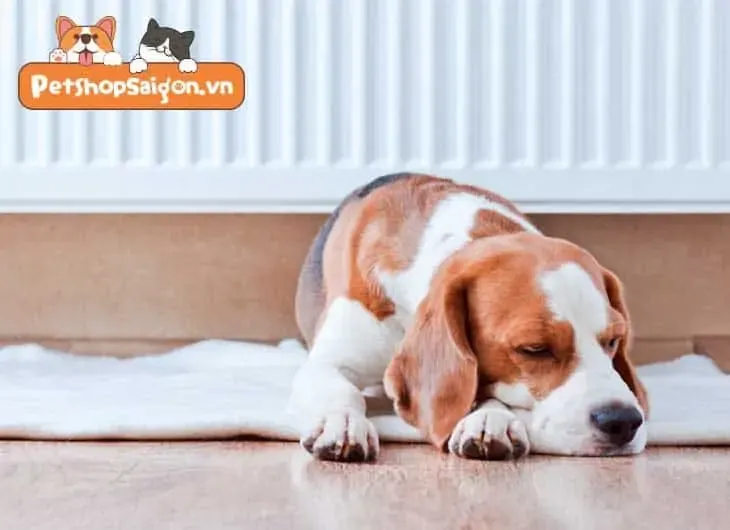 Góc riêng tư được thiết lập với giường và đồ chơi cho chó con trong căn hộ