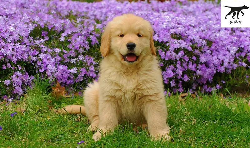 Một chú chó Golden Retriever trưởng thành với ngoại hình chuẩn mực đang đứng trên bãi cỏ