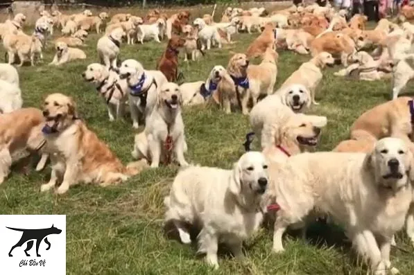 Bầy chó Golden Retriever chất lượng cao được nuôi dưỡng trong môi trường tự nhiên tại Scotland