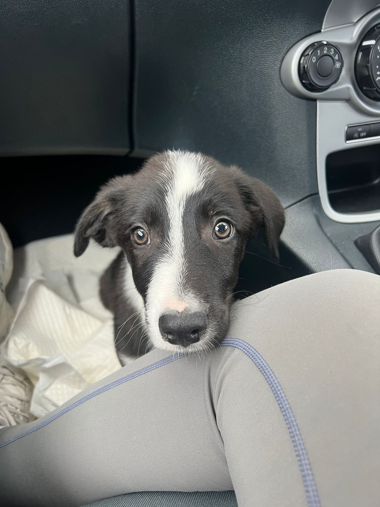 Nuôi Chuột Hamster – Hướng Dẫn Chuyên Sâu Cho Người Mới Bắt Đầu