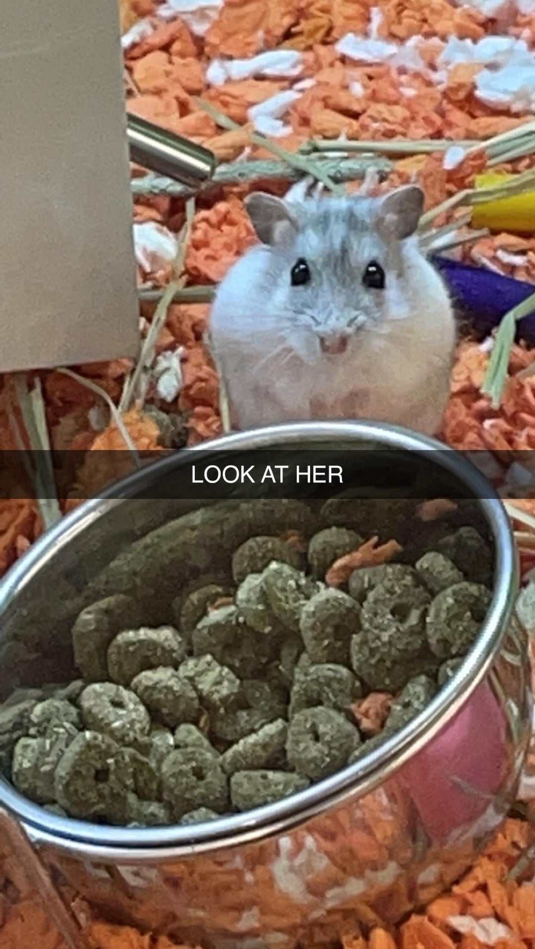 Bé Chuột Hamster: Hướng Dẫn Nuôi Dưỡng Toàn Diện Từ A Đến Z