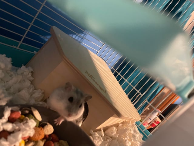 Bé Chuột Hamster: Hướng Dẫn Nuôi Dưỡng Toàn Diện Từ A Đến Z