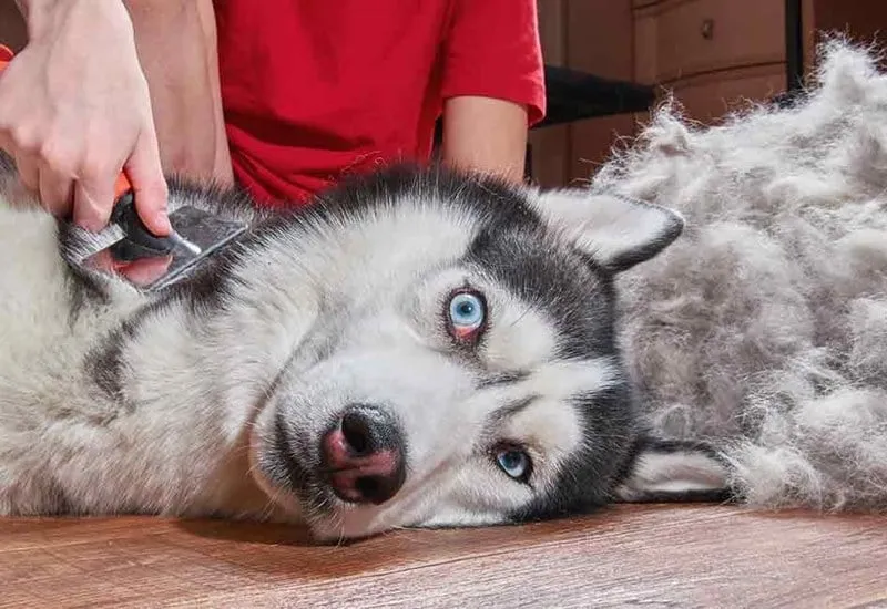 Groomer đang cắt tỉa lông cho chó Husky