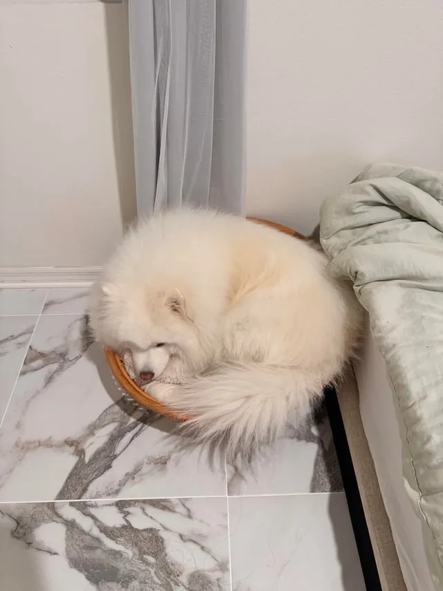 Cắt Tỉa Lông Chó Giá Rẻ: Hướng Dẫn Chi Tiết và Bảng Giá Cập Nhật