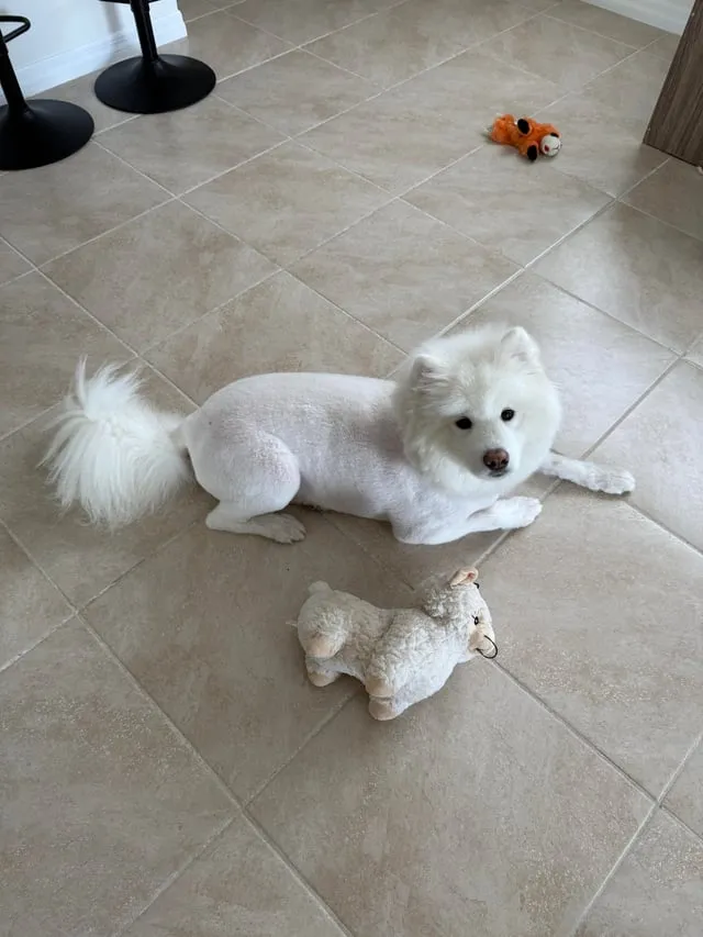 Cắt Tỉa Lông Chó Giá Rẻ: Hướng Dẫn Chi Tiết và Bảng Giá Cập Nhật