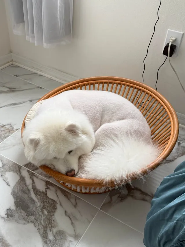 Cắt Tỉa Lông Chó Giá Rẻ: Hướng Dẫn Chi Tiết và Bảng Giá Cập Nhật