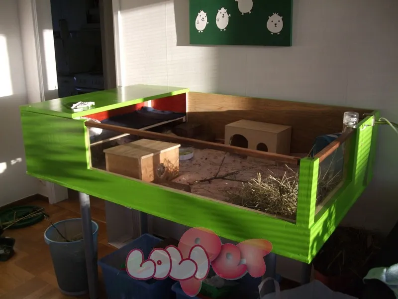 Guinea Pig được bế đúng cách trong lòng bàn tay, minh họa kỹ thuật xử lý an toàn khi dọn dẹp chuồng chuột lang.