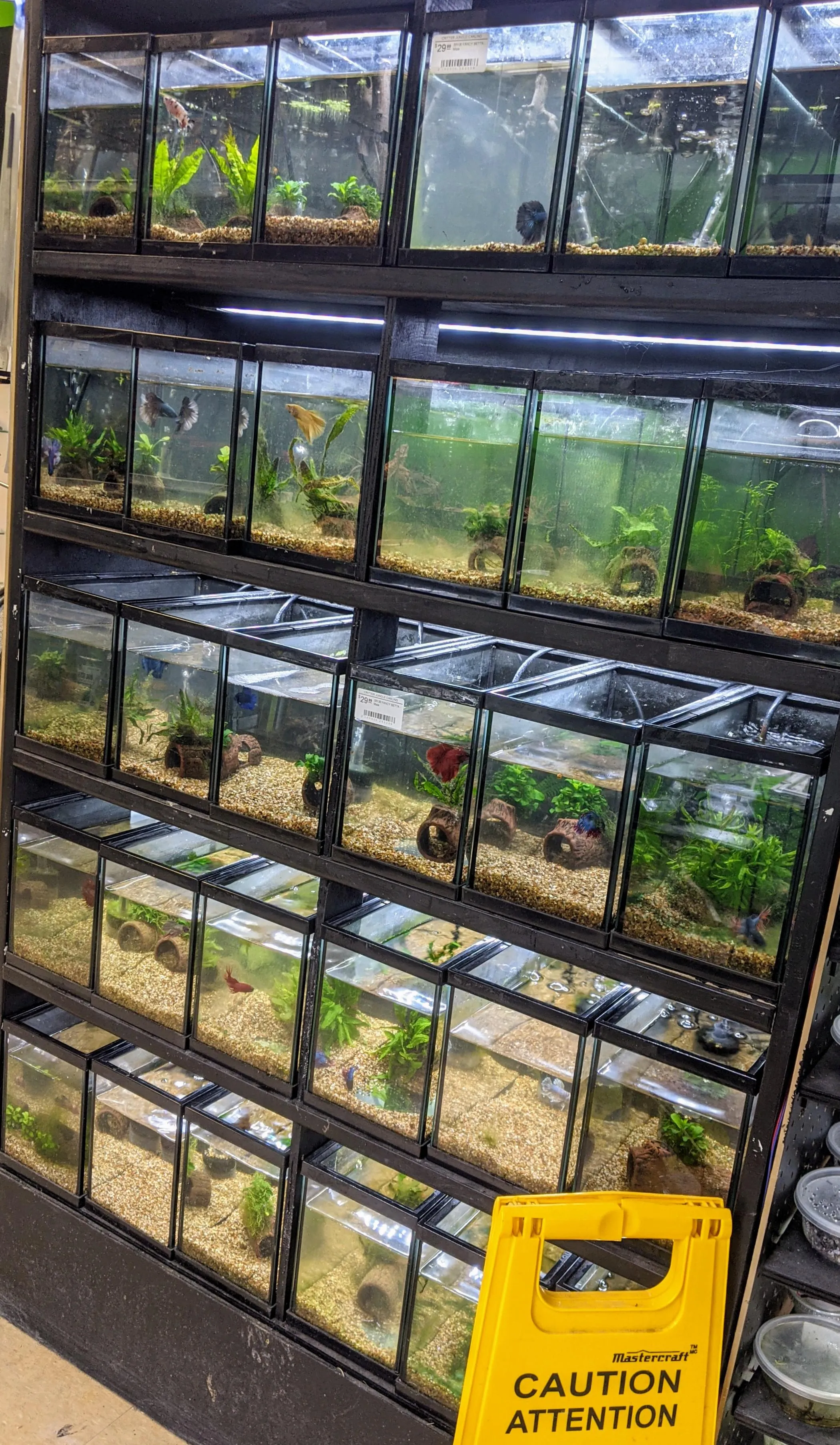 Cửa Hàng Chuột Hamster Ở Ba Vì: Hướng Dẫn Chi Tiết Chọn Mua Và Chăm Sóc Đúng Chuẩn