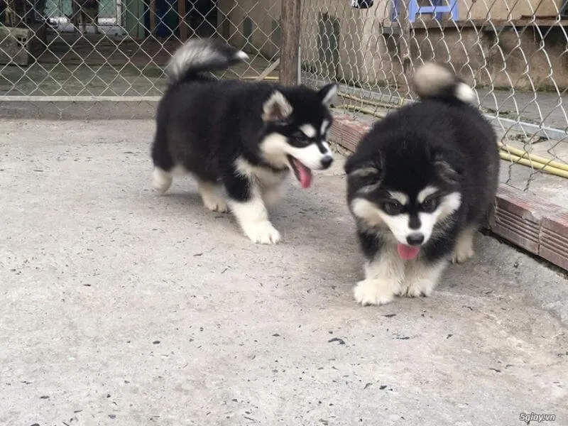 Hai bé Alaska 3 tháng tuổi đang chơi đùa, nhấn mạnh tầm quan trọng của việc xã hội hóa