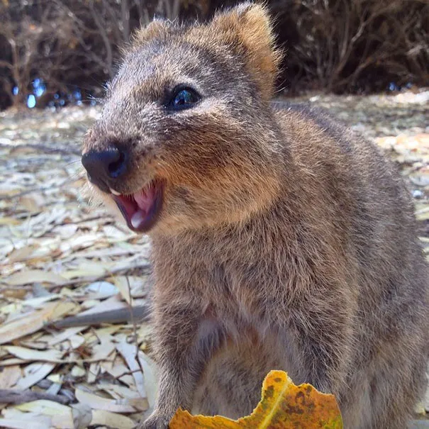Hai cá thể chuột túi mini (quokka) đang tiếp cận nhau trong môi trường tự nhiên