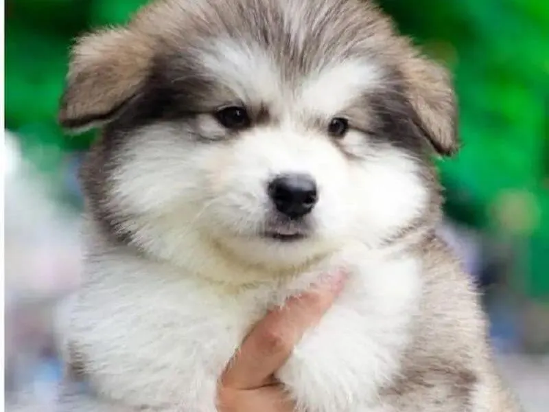 Hai chú chó Alaska 2 tháng tuổi thuần chủng với giấy tờ VKA, thể hiện mức giá tiêu chuẩn của giống Malamute Alaska