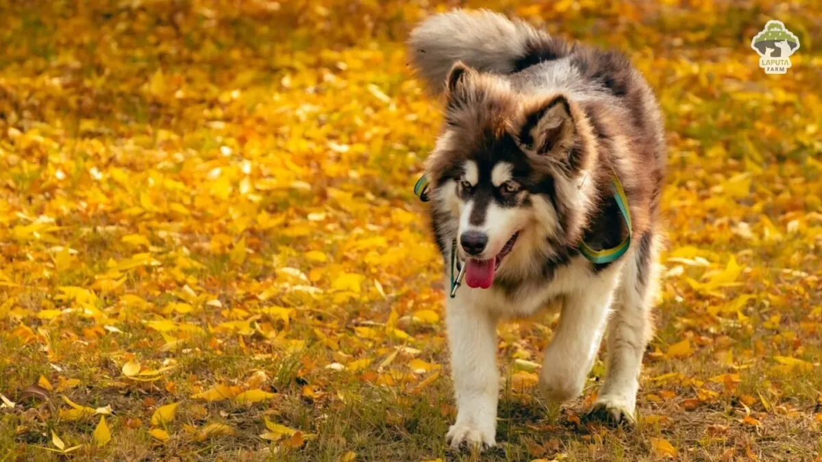 Hai chú chó Alaska cỡ lớn (Giant) với bộ lông xám trắng, minh họa cho phân loại chó Alaska khổng lồ