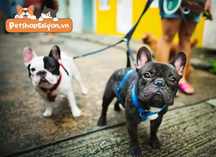 Hai chú chó đang chơi đùa cùng nhau trong công viên, tăng cường xã hội hóa khi nuôi chó đô thị