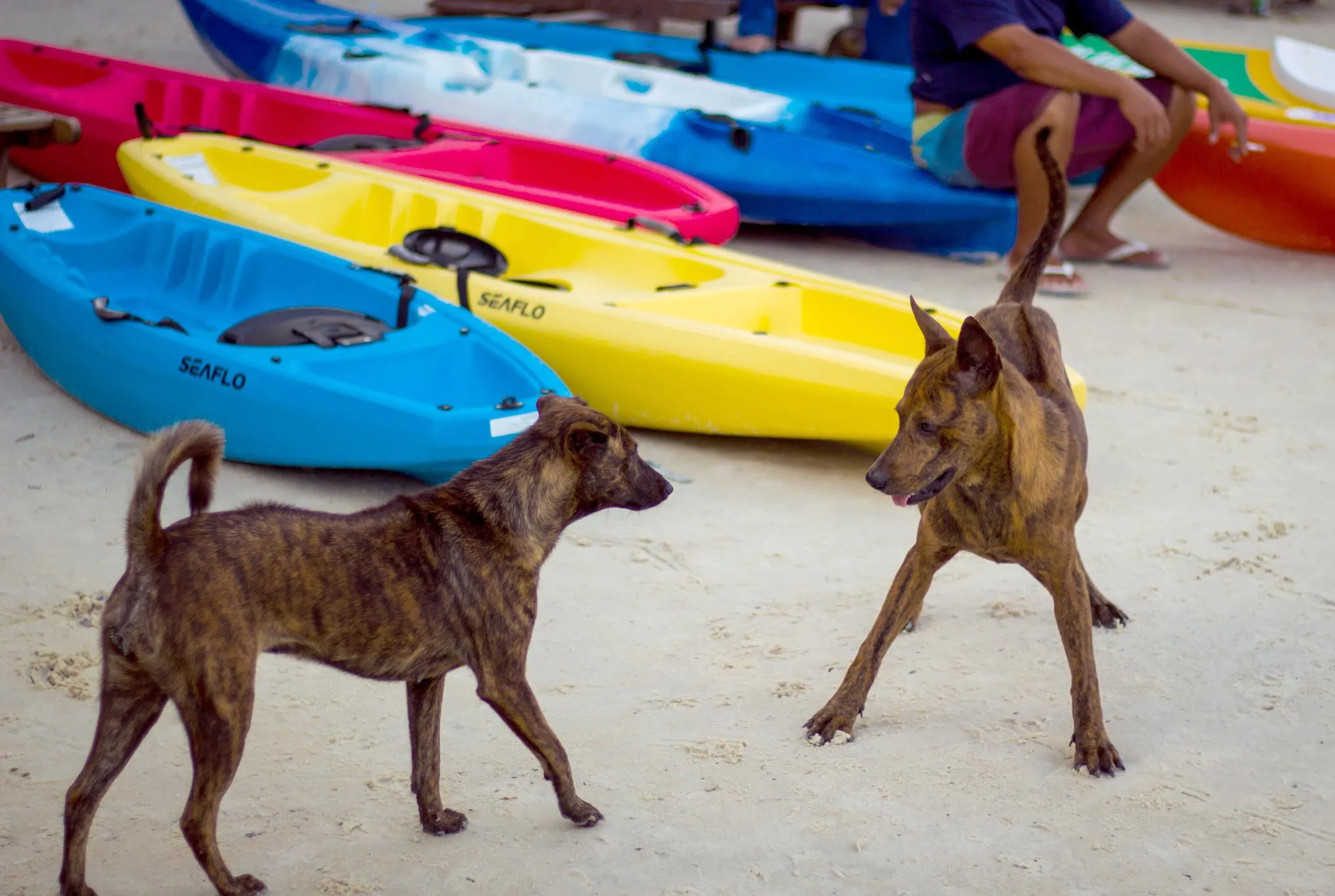 Hai chú chó Phú Quốc trong một cuộc giao chiến nhỏ