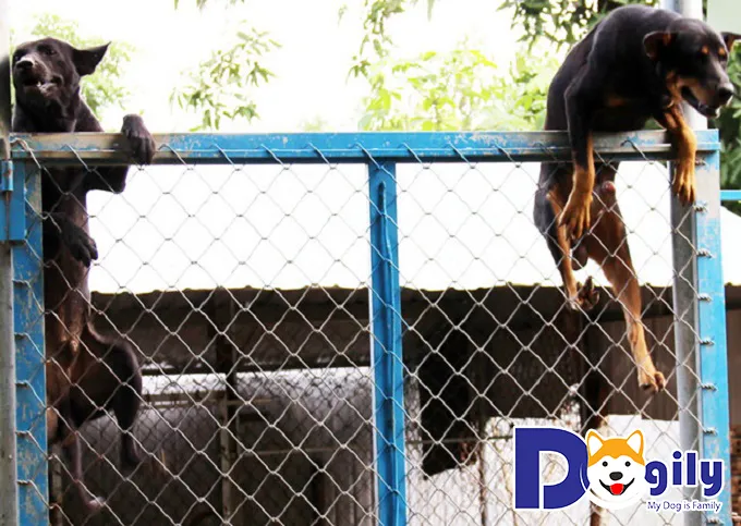 Hai chú chó Phú Quốc trưởng thành đang leo rào, thể hiện sự nhanh nhẹn và năng động