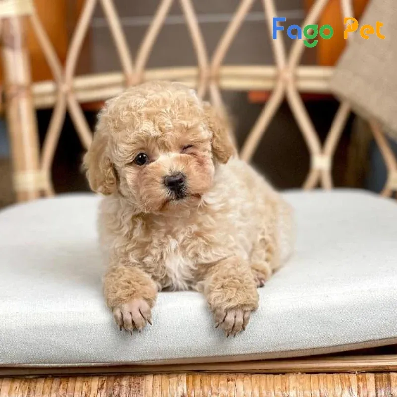 Hai chú chó Poodle màu vàng kem đang vui đùa, thể hiện tính cách thân thiện, thông minh và khả năng tương tác xã hội tốt.