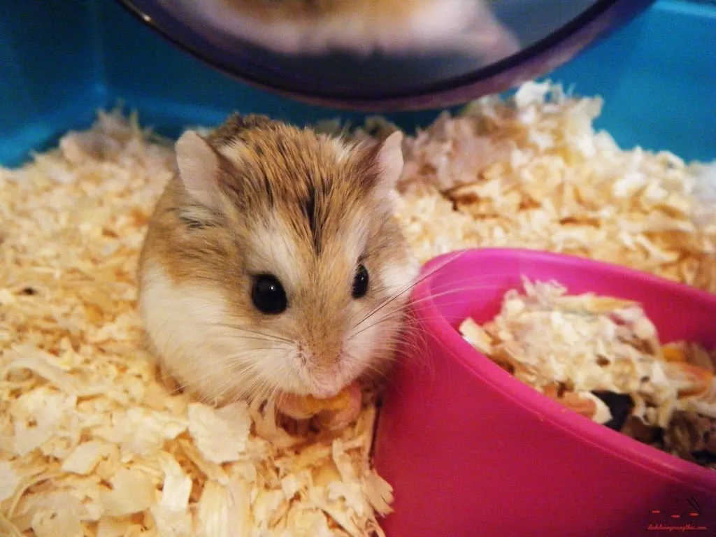 Hai chú chuột Hamster nhỏ đang gặm thức ăn tổng hợp trong chuồng