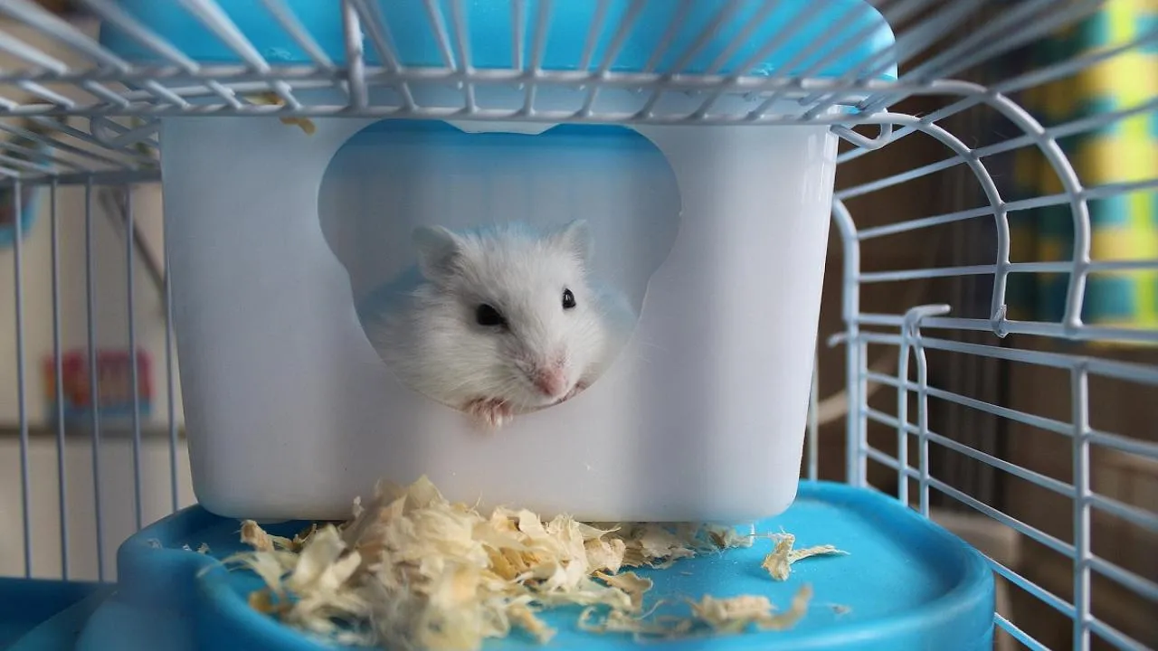 Hai chú chuột hamster Robo nhỏ nhắn đang khám phá một khúc gỗ trong môi trường sống được thiết kế gần gũi thiên nhiên.