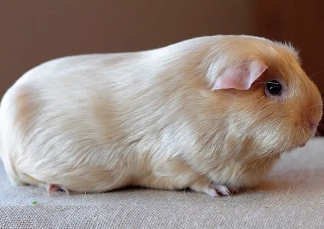 Hai chú chuột lang lông ngắn màu nâu và đen đang nhìn vào ống kính