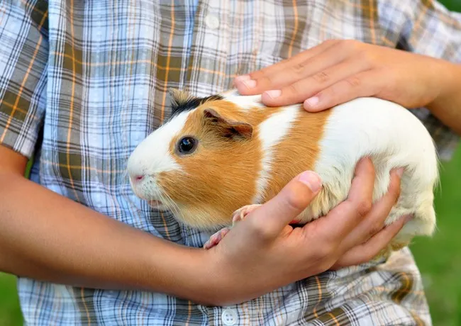 Hai chú chuột lang lông ngắn màu trắng và nâu đang ở trong lồng nuôi có lót cỏ khô