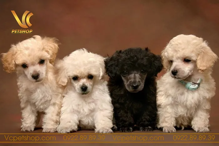 Hai chú Poodle cái và đực chơi đùa thân thiện, nhấn mạnh lợi ích khi nuôi cả hai giới tính.