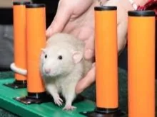 Hai con chuột bạch mắt đỏ đang tương tác thân mật