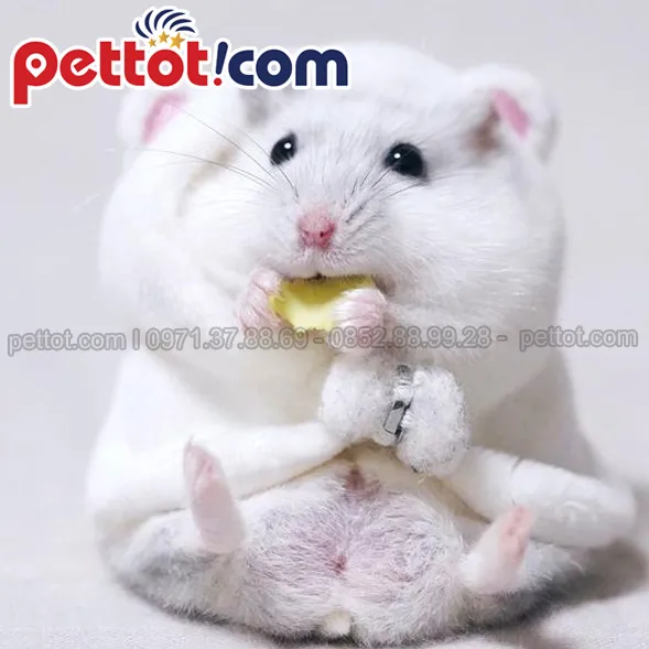 Hàm răng sắc nhọn của chuột hamster, đặc điểm cần chú ý khi mua chuột hamster giá rẻ ở Hà Nội để đảm bảo sức khỏe.