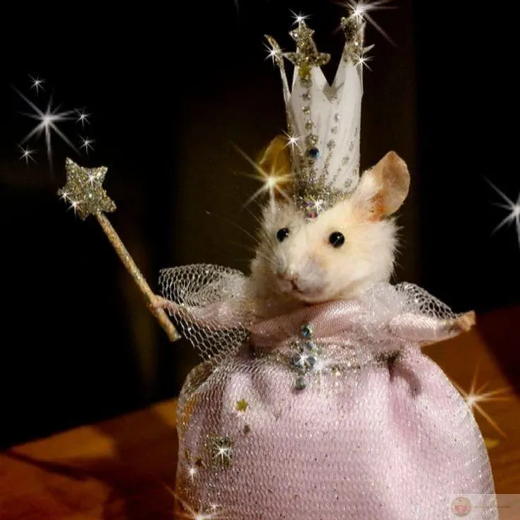 Hamster bé nhỏ thành hiện tượng ảnh chế đình đám trên mạng