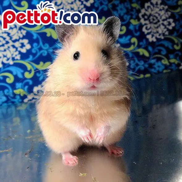 Hamster Bear ăn gì?