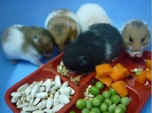 Hamster Bear trong tay