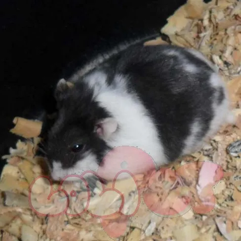 Hamster bò sữa đang khám phá môi trường sống trong lồng