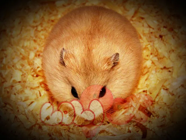Hamster Bông Lan mũm mĩm đứng trên tay, thể hiện tính cách hiền hòa và dễ gần