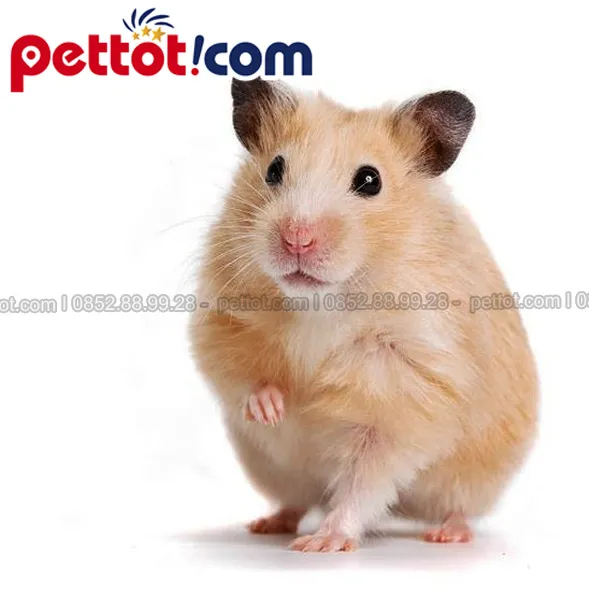 Hamster Campell (Campelli) có mức giá phải chăng hơn so với chuột hamster đắt nhất