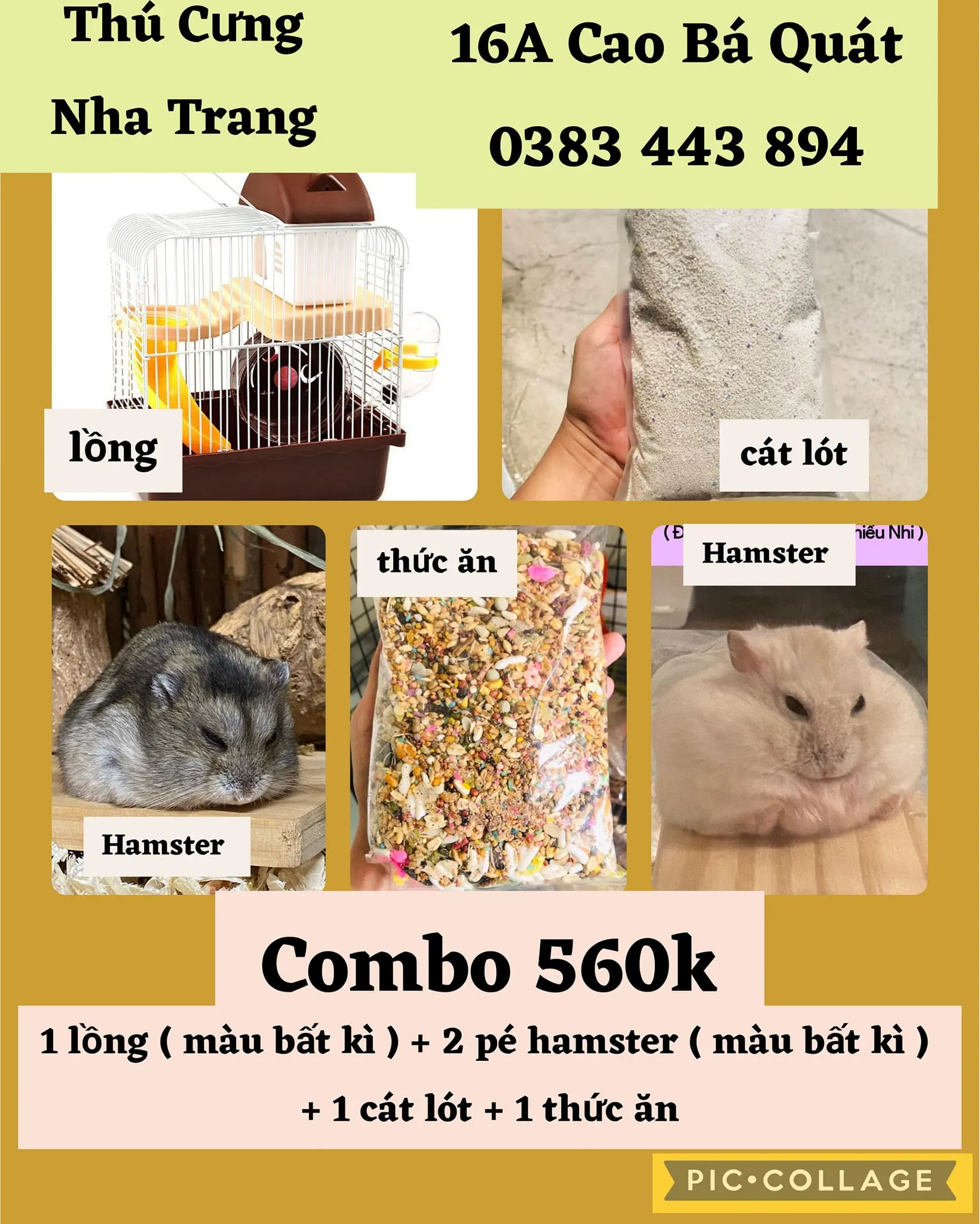 Hamster cảnh và phụ kiện tại shop