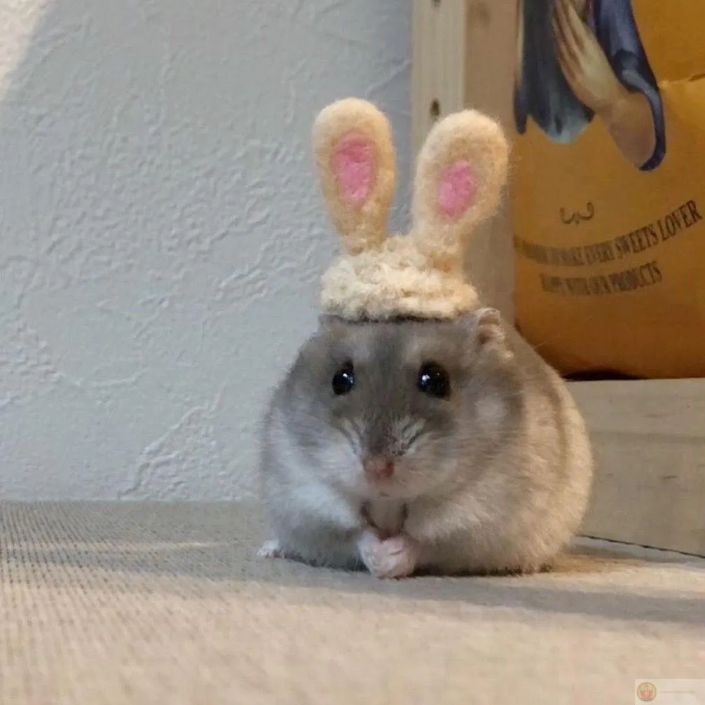 Hamster cute đủ khiến dân mạng bàn tán không ngớt