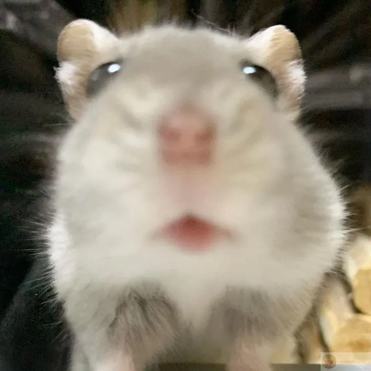 Hamster cute khiến cộng đồng mạng bàn tán xôn xao