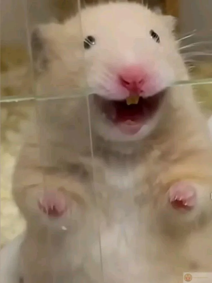 Hamster cute tạo sự sôi động trong trò chuyện hàng ngày